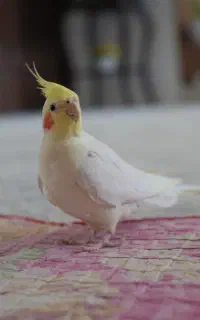 عروس هلندی گمشده «کاکولی» + مژدگانی