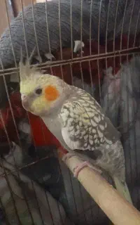 عروس هلندی  بالغ و رام