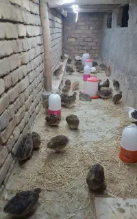 بلدرچین تخم گذار وگوشتی