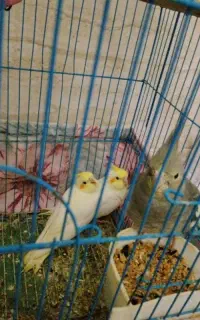 سفره یکبار مصرف عروس هلندی