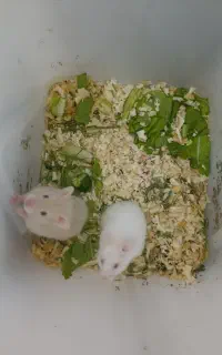 همستر چشم قرمز