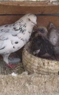 کبوتر جوجه