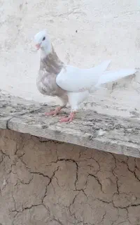کفتر طووقی رنگی خوشکل