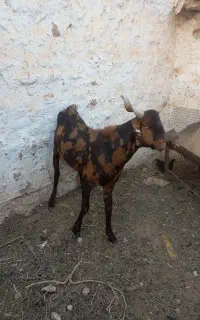 بزغاله تخمی
