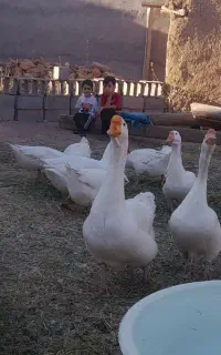 قوغاز سفید ماده