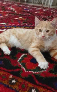 واگذاری رایگان بچه گربه