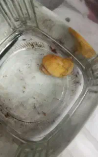 حلزون دو زیست