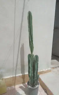 به فروش میرسد