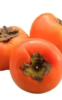 فروش انواع نهالهای خرمالو