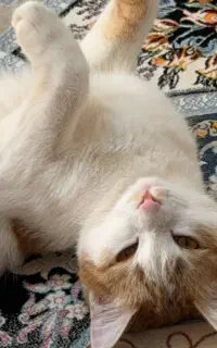 گربه گمشده مژدگانی 10میلیون