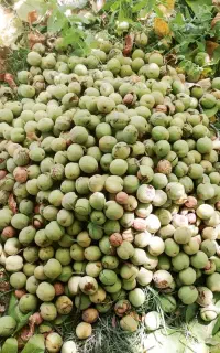 گردو چینی ماهر ی هستیم