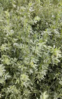 یونجه