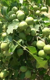 نهال پسته بادام گردو انارانجیرگیلاس نوین