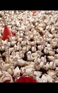 بوقلمون نیمچه