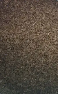 زیره کوهی کیلوی سه ملیون