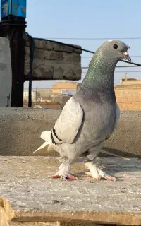کبوتر ترکیه اصل شازده