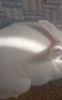 خرگوش وه بلدر چین