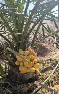 کود ارگانیک برای تمامی درختان، صیفی جات و گلخانه