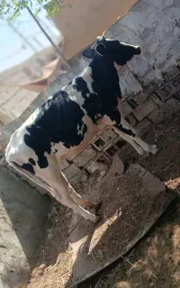 یک عدد گوساله هلشتاین