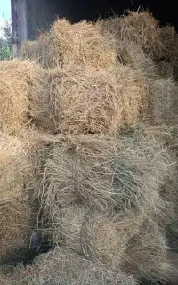 پرس یونجه وعلف