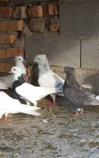 کبوتررنگی سالم وسرحال
