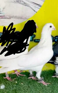 باخت خورده