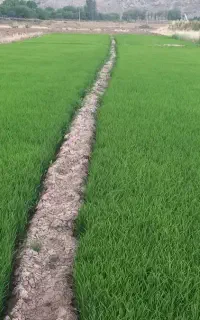 نشا شلتوک