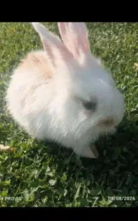 خرگوش