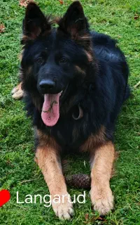 ژرمن شپرد کینگ