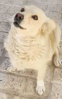 سگ پاکوتاه