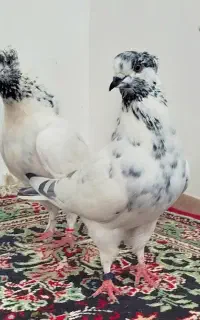 یه مشت پر پرشی