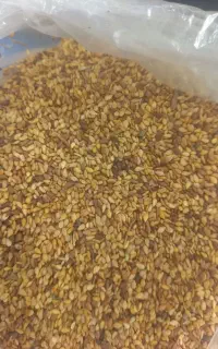 کنجد تمیز