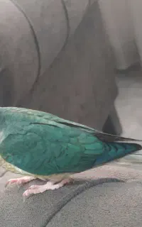 پرنده