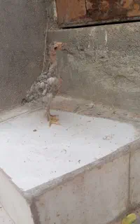 جوجه لاری