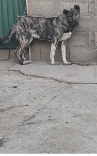 توله سرابی ماده