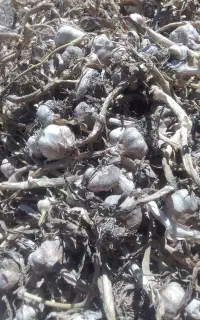 سیر مغان