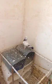 کبوتر
