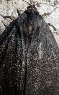 گم شده