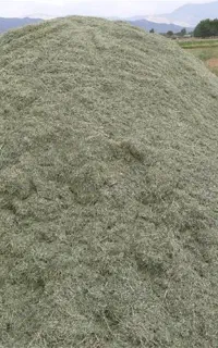 علف کوهستانی خرمن‌کوبی