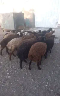 فروش بره ماده
