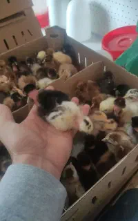 گلپایگان اصلاح نژاد شده جوجه مشکی