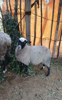 یک عدد نر بره رومانف اصل لنگ سه قلو