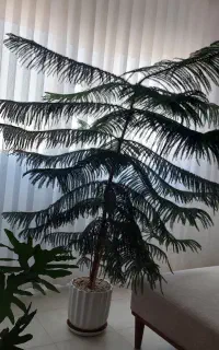 گل کاج