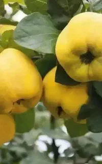 نهال به اذربایجان مقاوم به افات