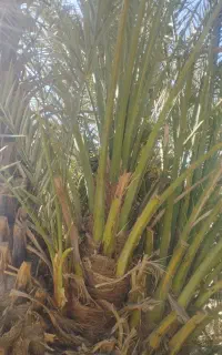 پاجوش‌مضافتی‌سالم‌ریشه‌دار‌وباکیفیت