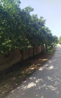 نارنج