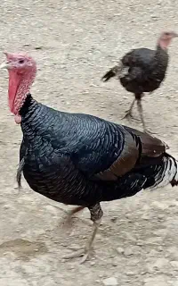 بوقلمون محلی نر ماده