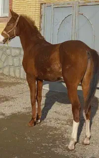 اسب نریون نژاد ترکمن
