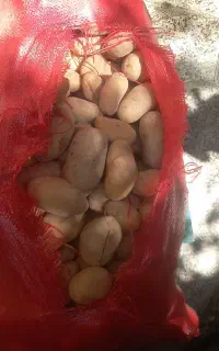 سیب زمینی ۶۵ هزار