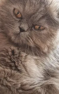 گربه ملوس پرشین کت ۱۸۰۰ بهترین قیمت